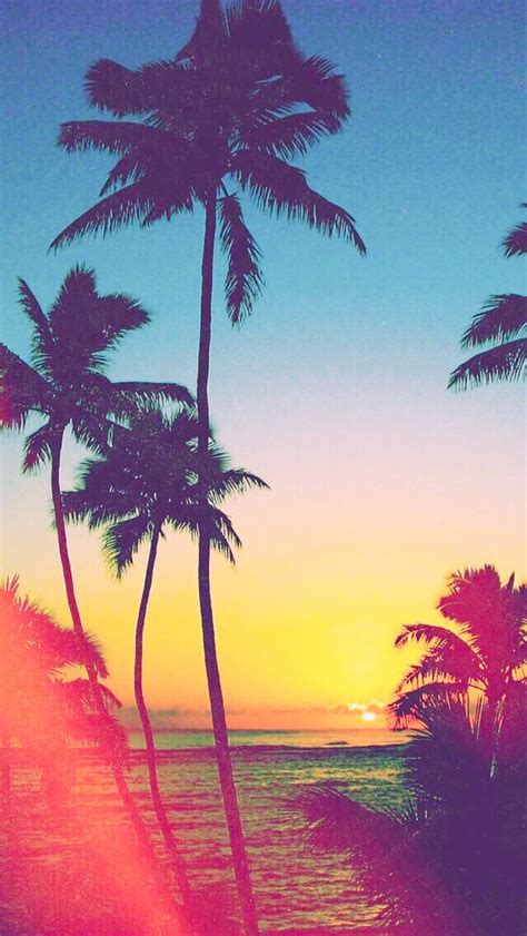 Hollywood Palm Trees Pretty Wallpapers Ocean Wallpaper Iphone 7