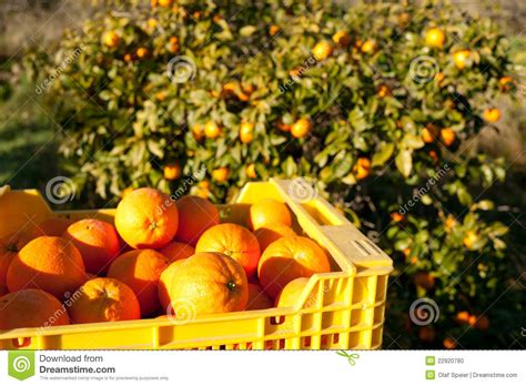 Orange Harvest Stock Photo Image 22920780