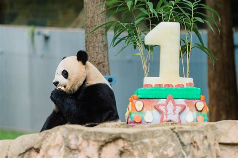Smithsonians National Zoo Celebrates Giant Panda Bei Bei Flickr