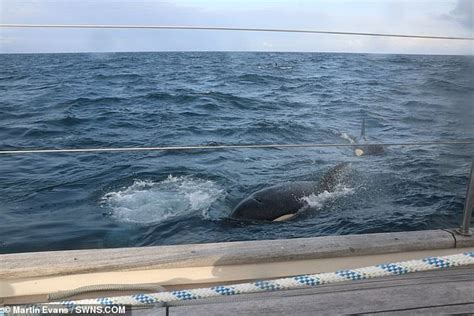 Terrifying Moment 30 Killer Whales Attack British Yacht Near Gibraltar