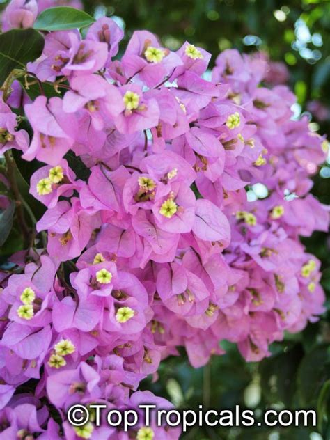 ✓ get 1 free product today ✓ all tuck the bougainvillea branches behind these guidance supports at regular intervals. Bougainvillea arborea, Bougainvillea - TopTropicals.com