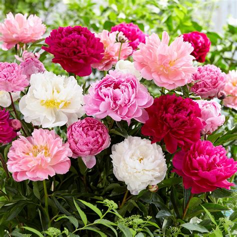 Van Zyverden Mixed Color Peonies Mammoth Sized Roots Blend 3 Pack