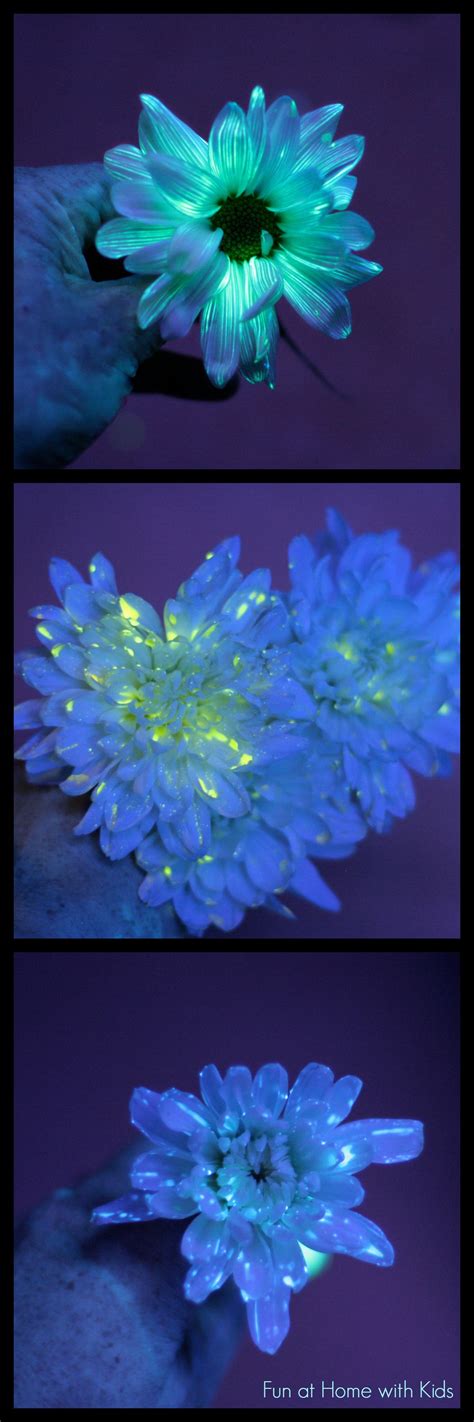 Flower Science Experiment For Kids Diy Glowing Flowers Flower