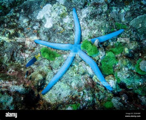 Blue Starfish And Sea Sponge On A Coral Reef At The Bottom Of The