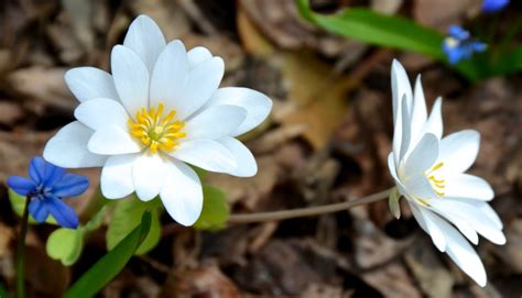 Beautiful Bloodroot A Wild Flower For A Spring Shade Garden Before
