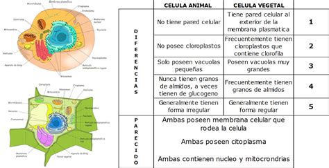 Histolog A Y Nosolog A Cuadro Comparativo De Componentes Celulares