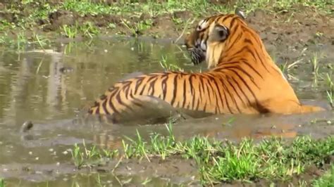 Bandipur Tiger Prince The Alpha Male Youtube