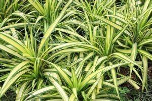Evidently, there is good reason for their. Chlorophytum comosum/Spider plant | Dog safe plants ...