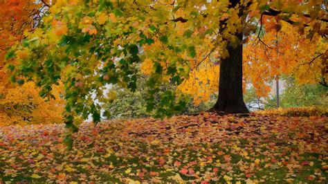 Wallpaper Sunlight Trees Landscape Fall Leaves Nature Autumn