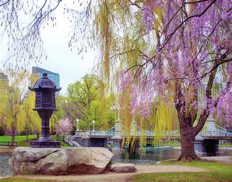 Springtime Scenes Boston Public Garden Photograph By Joann Vitali