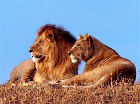 ¿por Qué El León Es El El Rey De La Selva Taringa