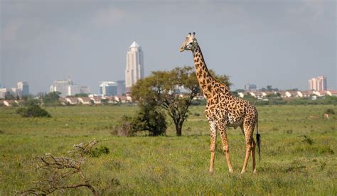 The Best Things To Do In Nairobi Kenya