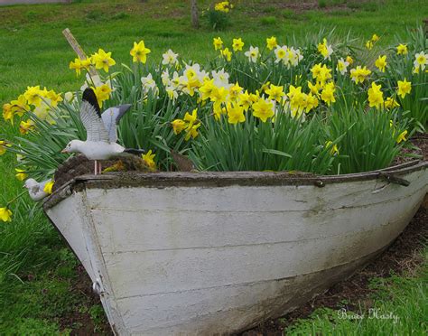Boat Full Of Flowers Stampede Photography