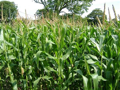 Zea Mays Maize Or Corn Grass Images