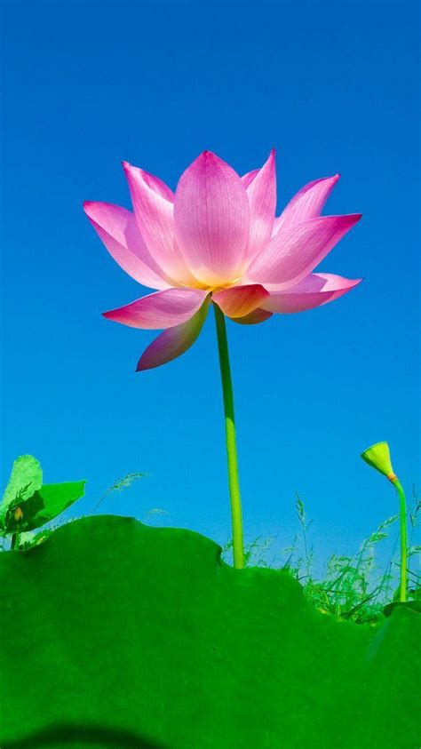 Iphone Lotus Wallpapers Top Free Iphone Lotus Backgrounds