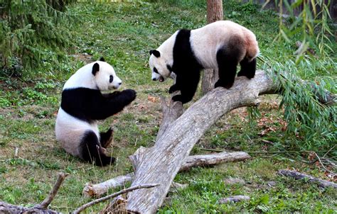 Extincionsos Oso Panda
