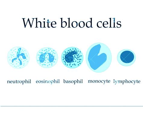 White Blood Cells Wbc Types Function Ranges And More