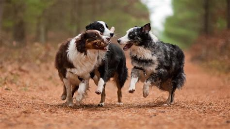 55 Adorable Australian Shepherd Dog Images And Pictures