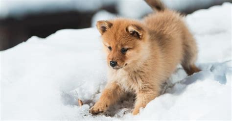 Finnish Spitz Dog Breed Complete Guide Wiki Point