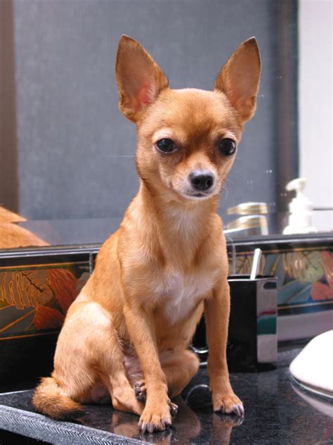 Cute Chihuahuas Chihuahuas Photo 13347882 Fanpop