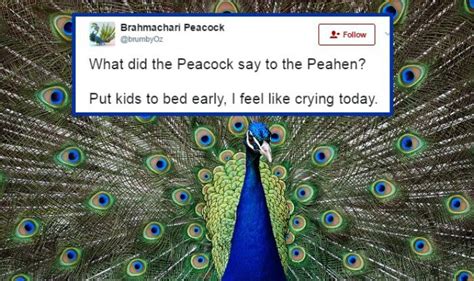 peacocks don t have sex rajasthan hc judge s claims on ‘brahmachari peacocks brings out the