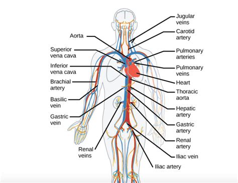 Vena) are blood vessels which return the blood from the the deep veins always accompany arteries, and are therefore known as venae comites. Anatomy Label Major Arteries And Veins - Histology Of ...