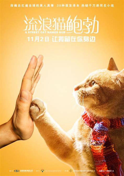 《流浪貓鮑勃》舉辦20城看片會 告白宣言海報曝光引人心動 每日頭條