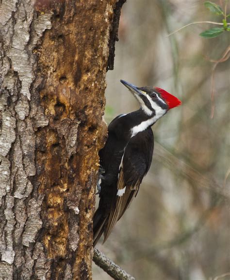 Pileated Woodpecker Shenandoah National Park Flickr