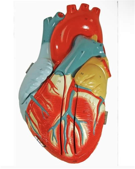 Heart Model Labeled Diagram Quizlet