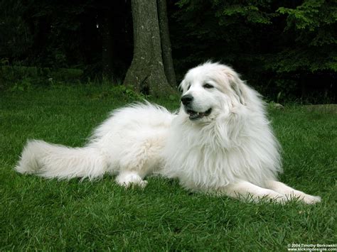 Great Pyrenees Wallpapers Hd Download