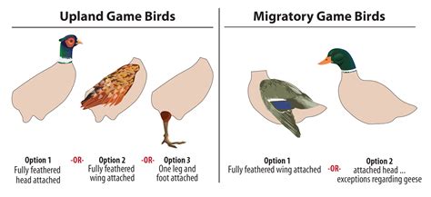 Upland Game Migratory Game Bird Furbearer Hunting Guide North