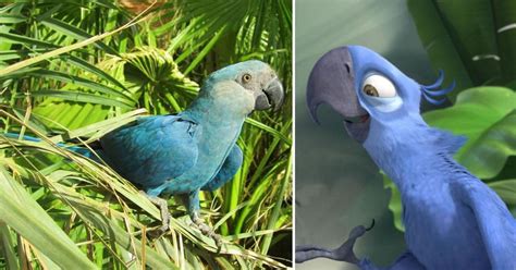 Blue Parrot That Inspired The Movie Rio Now Extinct In The Wild 9gag