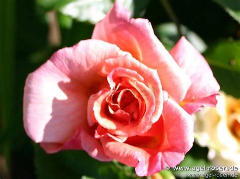 Buy Aloha ® Climbing Rose Agel Rosen
