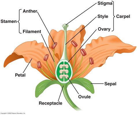 Organ System Of Flower