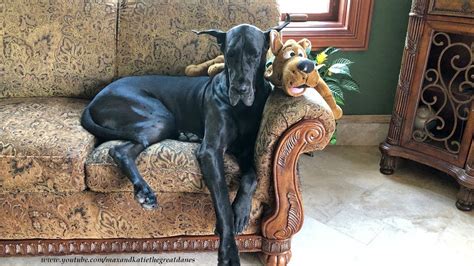 I mean great danes are big dogs. Great Danes Enjoy A Nap With Scooby Doo - YouTube