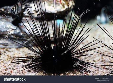 Long Spined Black Urchin Diadema Antillarum Stock Photo 2267529075