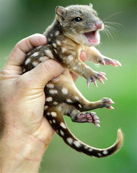 Baby Spotted Quoll Pics
