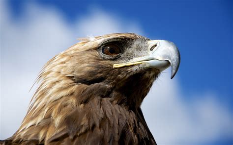 Namun, banyak orang yang memuliakan mereka karena dianggap sebagai gambar burung yang memiliki simbol kekuatan, kebebasan dan transendensi dalam sebuah kehidupan. 82 Gambar Burung Rajawali Emas HD - Gambar Hewan