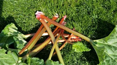 How To Harvest Rhubarb Youtube