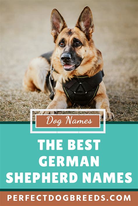 Best German Shepherd Names German Shepherd Names German Shepherd