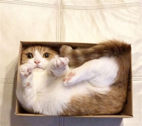 Beautiful Cat Loves Chilling In A Box Cat Box