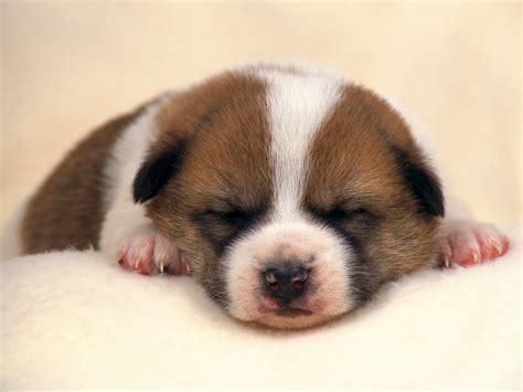 Hd Cute Puppy Pictures High Quality Puppies Cute Picture