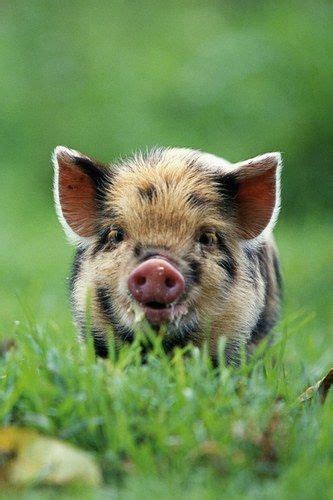 We Challenge Anyone To Find Something More Sweet Than A Micro Pig