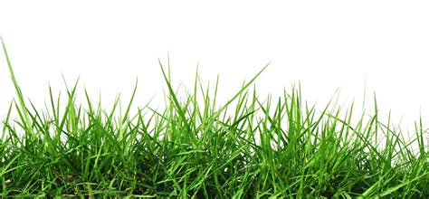 Free online translation from french, russian, spanish, german, italian and a number of other languages into english and back, dictionary with transcription, pronunciation, and examples of usage. Rumput Png - Cliparts.co