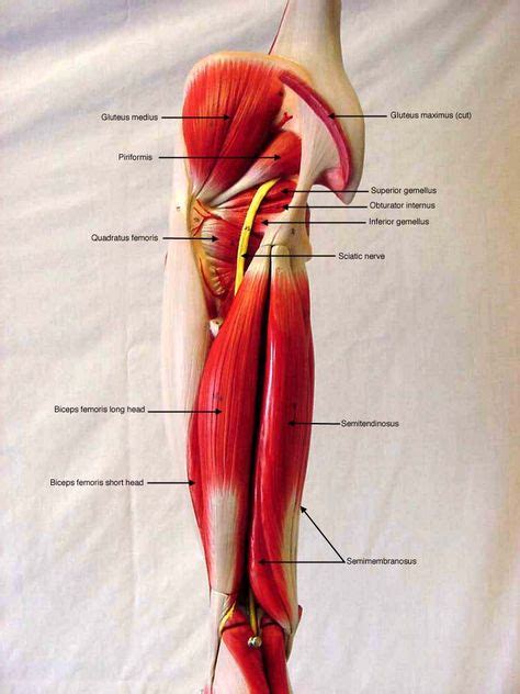 Somsoarmmusclemodellabeled Biol 160 Human Anatomy And Physiology