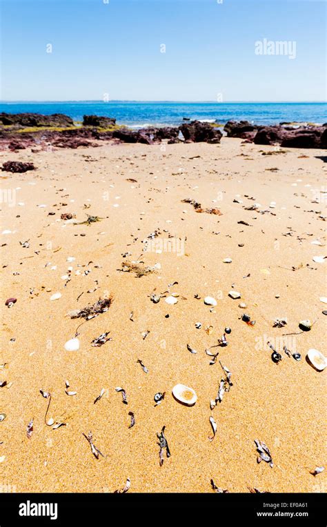 Shells On Red Rocks Beach Phillip Island Victoria Australia Stock