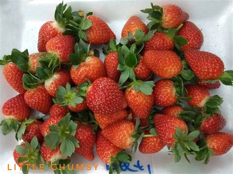 This strawberry farm charges rm30 for 500 grams of strawberries plucked, following the standard price of every strawberry farm in cameron highlands. Organic Strawberry Farm In Cameron Highlands | Little ...