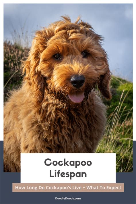 How Long Do Cockapoos Live Cockapoo Lifespan What To Expect