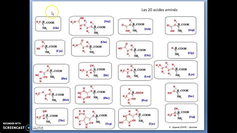 Fonctions Et Structures Des Protéines Youtube