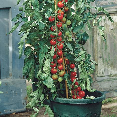 Tomato Sungold F1 Grafted Plants From Mr Fothergills Seeds And Plants